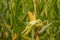 peeled yellow corncob is still on the plant standing in a corn field