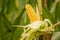 Peeled yellow corncob is still on the plant standing in a corn field