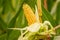 peeled yellow corncob is still on the plant standing in a corn field