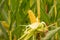 Peeled yellow corncob is still on the plant standing in a corn field