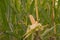 Peeled yellow corncob is still on the plant standing in a corn field