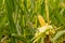 Peeled yellow corncob is still on the plant standing in a corn field