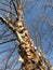 Peeling Bark and Bare Trees