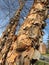 Peeling Bark and Bare Trees Just Before Winter