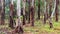 Peeling Bark on Eucalyptus Trees in Australian Forest