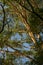 Peeling bark and foliage of eucalyptus tree towering high