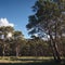 Peeling bark and foliage of eucalyptus tree towering high against blue sky. made with Generative AI