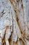 Peeling Bark, Paper Bark Eucalyptus Tree, Australia
