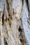 Peeling Bark, Paper Bark Eucalyptus Tree, Australia