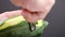 Peeling a green papaya for preparing of papaya salad on dark background