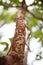 Peeling madrone tree bark