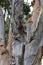 The peeling, twisted, multi colored bark of a Melaleuca leucadendron, Paperbark Tree, in Maui