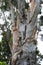 The peeling, twisted multi-colored bark of a Paperbark tree, Melaleuca leucadendron