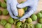 Peeling of walnuts. Hands in gloves peel a green rind or cover of nuts. Seasonal autumn harvest processing preparation of organic