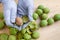 Peeling of walnuts. Hands in gloves peel a green rind or cover of nuts. Seasonal autumn harvest processing preparation of organic