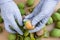 Peeling of walnuts. Hands in gloves peel a green rind or cover of nuts. Seasonal autumn harvest processing preparation of organic