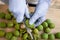 Peeling of walnuts. Hands in gloves peel by knife a green rind or cover of nuts. Seasonal autumn harvest processing preparation of