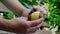 peeling young potatoes with a knife in nature