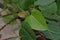 Peepal or ficus religiosa tree leaves