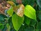 Peepal tree leaf in nice blur background medicinal plant ficus religiosa