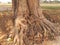 peepal tree roots in India.
