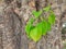 Peepal tree with tender leafs very beautiful