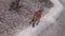 peeping on Big Tiger walk on concrete floor near stone wall in forest