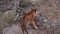 peeping on Big Tiger walk on concrete floor near stone wall in forest