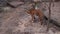 peeping on Big Tiger walk on concrete floor near stone wall in forest