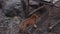 peeping on Big Tiger walk on concrete floor near stone wall in forest