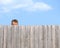 Peeping tom stalking over wooden fence stalker