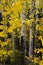 Peering Through the Aspen in Wyoming