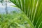 Peering through fern leaves and jungle greenery at dusk with sun