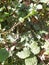 Peering into the green undergrowth at the blackberries