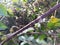 Peering into the green undergrowth at the blackberries