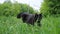 Peerless black fluffy cat runs from an ambush in the grass