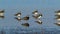 Peewit or Lapwing feeding in shallow lagoon with Teal duck.