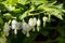 Pefect white flowers of Bleeding Heart or Lady in a Bath plant