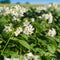 PEI Farm Potato Blossoms