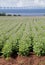 PEI Field of Flowering Potatoes