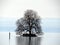 The Peilz Island with a large plane tree ÃŽle de Peilz or Guano island in Lake Geneva lac de GenÃ¨ve, lac LÃ©man or Genfersee