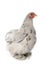 Pekin bantam