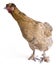 Pekin Bantam Cross Breed