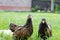 Pekin Bantams