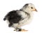 The Pekin is a breed of bantam chicken, 21 days old