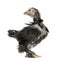 The Pekin is a breed of bantam chicken, 30 days old
