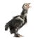 The Pekin is a breed of bantam chicken, 30 days old