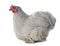 Pekin chicken