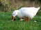 Pekin Duck with Bread on Grass