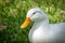 Pekin duck in grass with eyes open